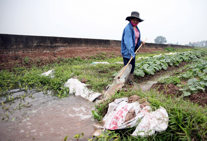 Hà Nội: Nước ô nhiễm nặng, bốc mùi nồng nặc vẫn phải bơm lên tưới cho hoa màu